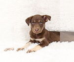 Small #5 Siberian Husky Mix