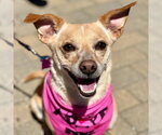 Small #12 Chihuahua Mix