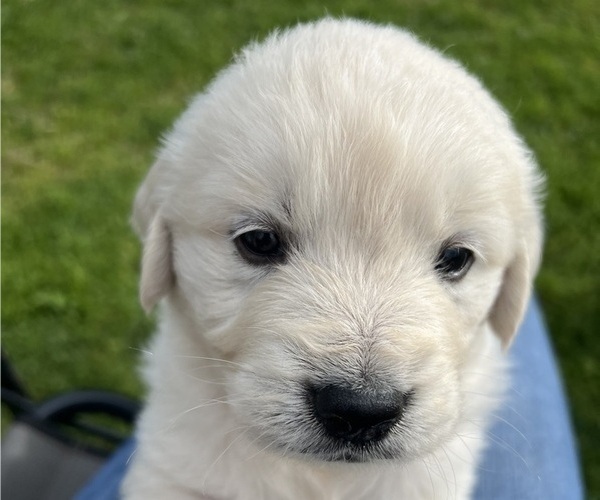 Medium Photo #2 English Cream Golden Retriever Puppy For Sale in PLYMOUTH, CA, USA