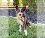 Small #3 Mutt
