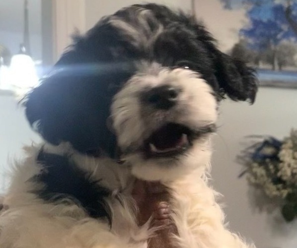 Medium Photo #4 German Hunting Terrier-Lowchen Mix Puppy For Sale in HENRICO, VA, USA