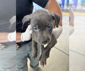 Mutt Dogs for adoption in Bakersfield, CA, USA