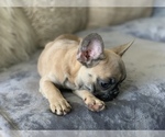 Small Photo #11 French Bulldog Puppy For Sale in HOLLYWOOD, FL, USA