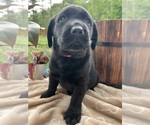Small #1 Labrador Retriever