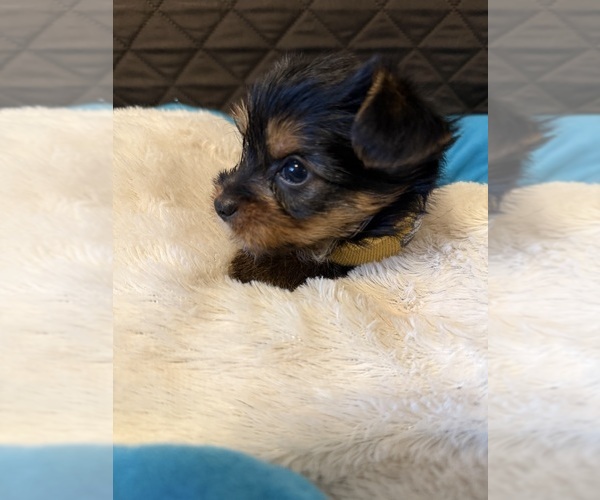 Medium Photo #5 Yorkshire Terrier Puppy For Sale in ORLANDO, FL, USA