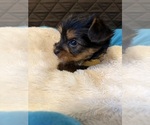 Small #4 Yorkshire Terrier