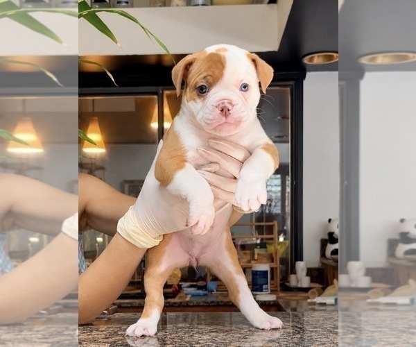 Medium Photo #2 Olde English Bulldogge Puppy For Sale in FORT WORTH, TX, USA