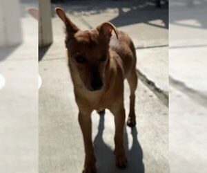 Chihuahua Dogs for adoption in Tracy, CA, USA