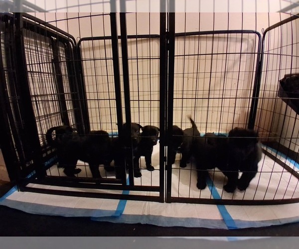 Medium Photo #1 German Shepherd Dog Puppy For Sale in MIDDLETOWN, CT, USA