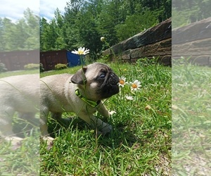 Pug Puppy for sale in PICKENS, SC, USA