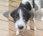 Sokka - Male Mutt Dog for Adoption - Small photo