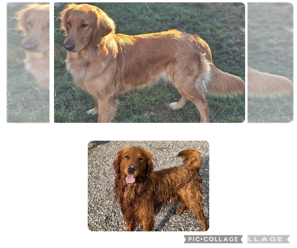 Medium Photo #2 Golden Retriever Puppy For Sale in GLENDALE, AZ, USA