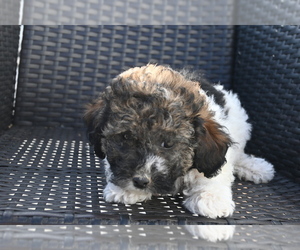 Bichpoo Puppy for sale in BLOOMINGTON, IN, USA