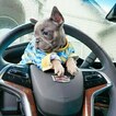 Small Photo #18 French Bulldog Puppy For Sale in MARYSVILLE, WA, USA