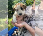Small #11 Labrador Retriever Mix