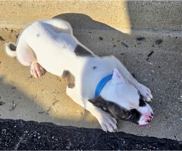 Medium Photo #29 American Bulldog Puppy For Sale in INDEPENDENCE, MO, USA