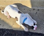 Small Photo #29 American Bulldog Puppy For Sale in INDEPENDENCE, MO, USA