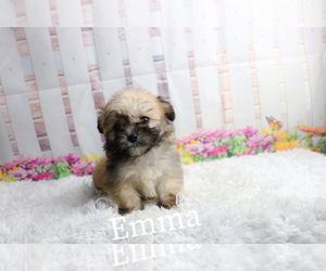 Peke-A-Poo Puppy for sale in KINSTON, NC, USA