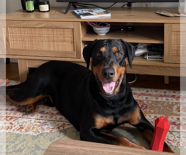 Medium Photo #1 Doberman Pinscher Puppy For Sale in Brooklyn, NY, USA