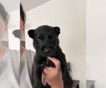 Small #1 Mutt