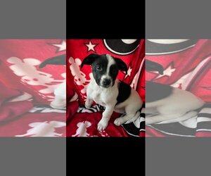 American Bulldog-Rat Terrier Mix Dogs for adoption in Sanford, FL, USA