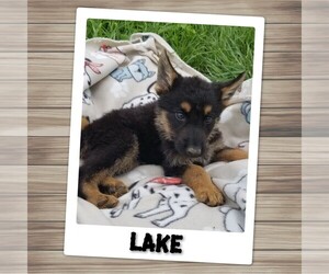 Medium German Shepherd Dog