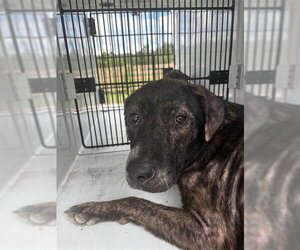 Plott Hound-Unknown Mix Dogs for adoption in Houston, TX, USA