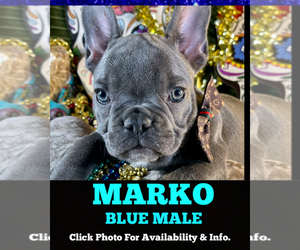 French Bulldog Puppy for sale in HEATHROW, FL, USA