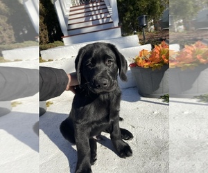 Golden Labrador Puppy for sale in TAUNTON, MA, USA