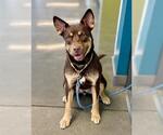 Small #1 Siberian Husky Mix