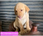 Small #5 Labrador Retriever