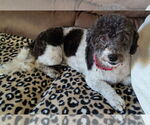 Small #2 Havanese Mix