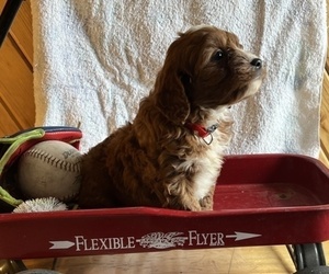 Cavachon-Poodle (Miniature) Mix Puppy for sale in THORP, WI, USA