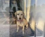 Small #3 Chiweenie