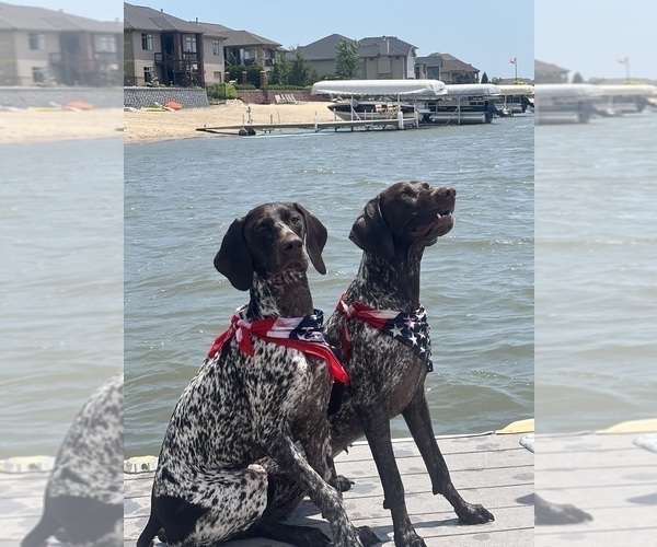 Medium Photo #1 German Shorthaired Pointer Puppy For Sale in GOLDEN, CO, USA