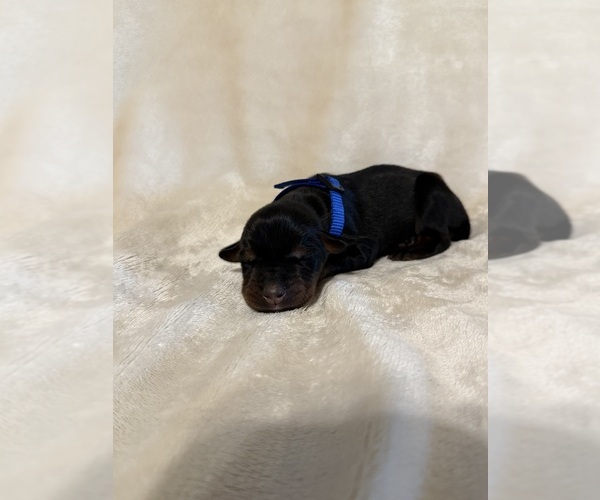 Medium Photo #2 Doberman Pinscher Puppy For Sale in LAFAYETTE, TN, USA