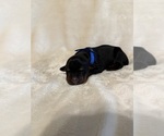 Small #1 Doberman Pinscher