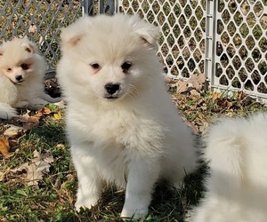 Alaskan Klee Kai-Pomsky Mix Puppy for sale in JOICE, IA, USA