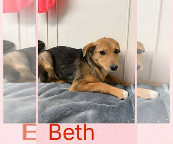 Medium Photo #1 Beagle-Unknown Mix Puppy For Sale in Aurora, IN, USA