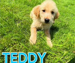 Golden Retriever Puppy for sale in NOVI, MI, USA