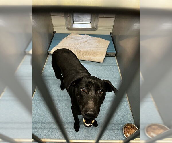 Medium Photo #1 Labrador Retriever-Unknown Mix Puppy For Sale in Pearland, TX, USA