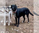 Small #3 Great Dane-Labrador Retriever Mix