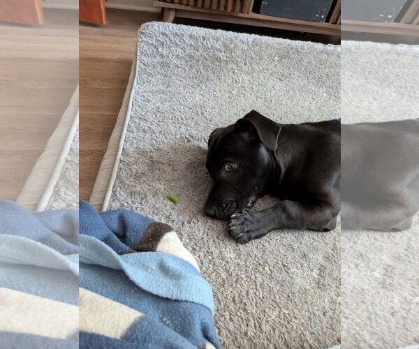 Medium Photo #11 Mutt Puppy For Sale in Derwood, MD, USA