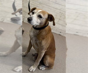 Beagle-Unknown Mix Dogs for adoption in San Bernardino, CA, USA