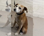 SID - Male Beagle-Unknown Mix Dog for Adoption - Small photo