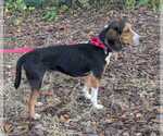 Small #12 Beagle