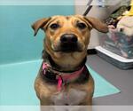 Small German Shepherd Dog Mix