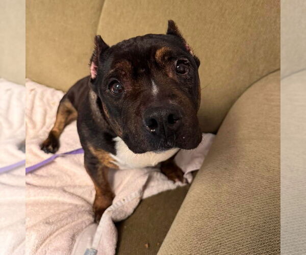 Medium Photo #11 Bullmastiff-Unknown Mix Puppy For Sale in Muskegon, MI, USA