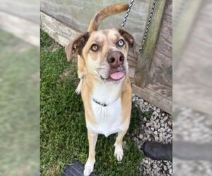 Bruno Mars - Male Mountain Cur-Siberian Husky Mix Dog for Adoption - Photo #4