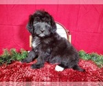 Small Photo #2 Bernedoodle Puppy For Sale in BLACK FOREST, CO, USA